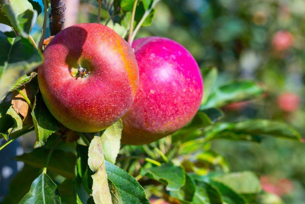 Яблоня ауксис – 8 особенностей и 10 советов по посадке и уходу