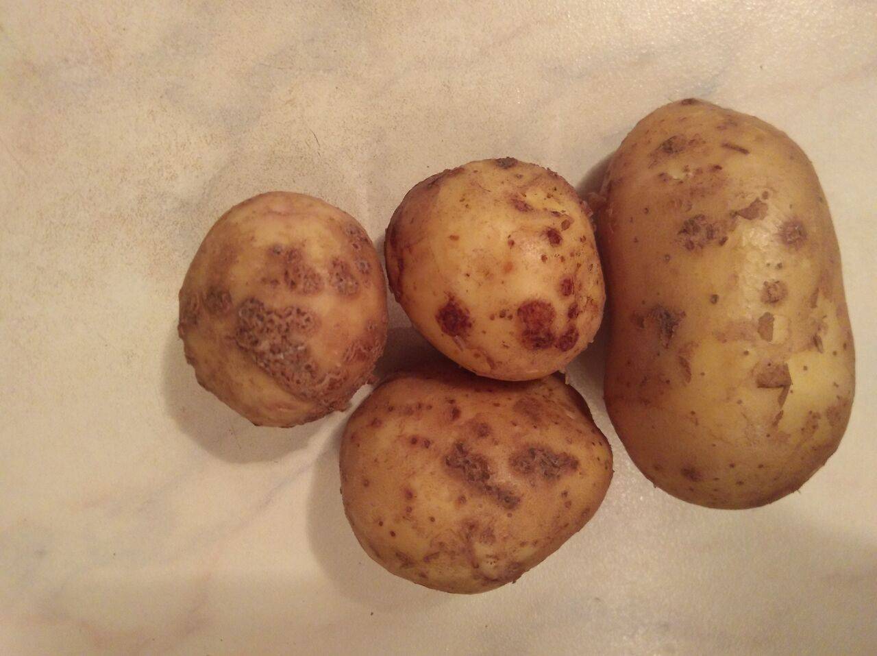 Почему не цветет картофель: причины и что делать