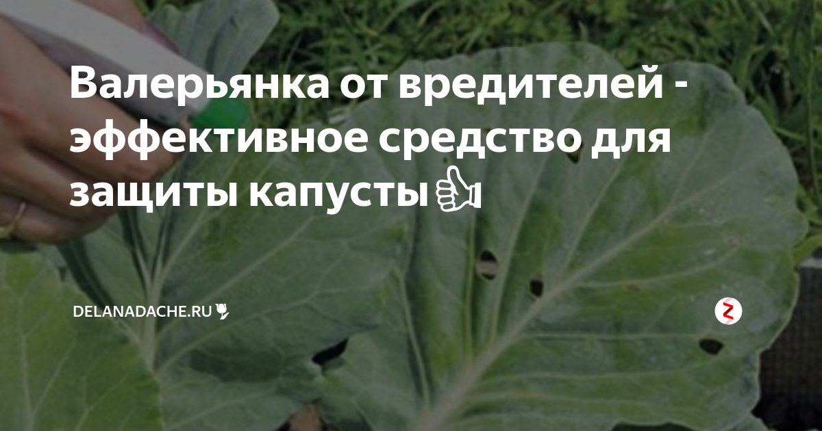 Как и чем правильно обрабатывать капусту от вредителей - samisrykami.ru