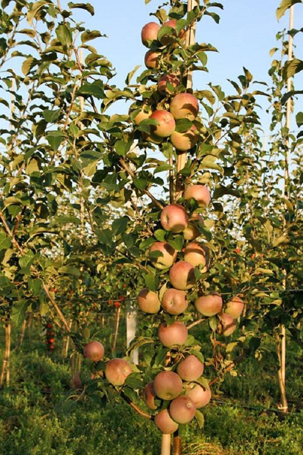 Яблони низкорослые, на карликовом подвое — высота и плодоношение, 11 лучших сортов. низкорослые сорта яблонь для средней полосы
