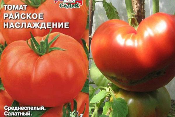 Индетерминантные сорта томатов для теплиц: лучшие высокоурожайные и крупноплодные