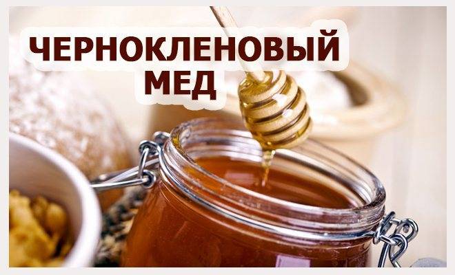 Лучшие качества мёда из черноклёна