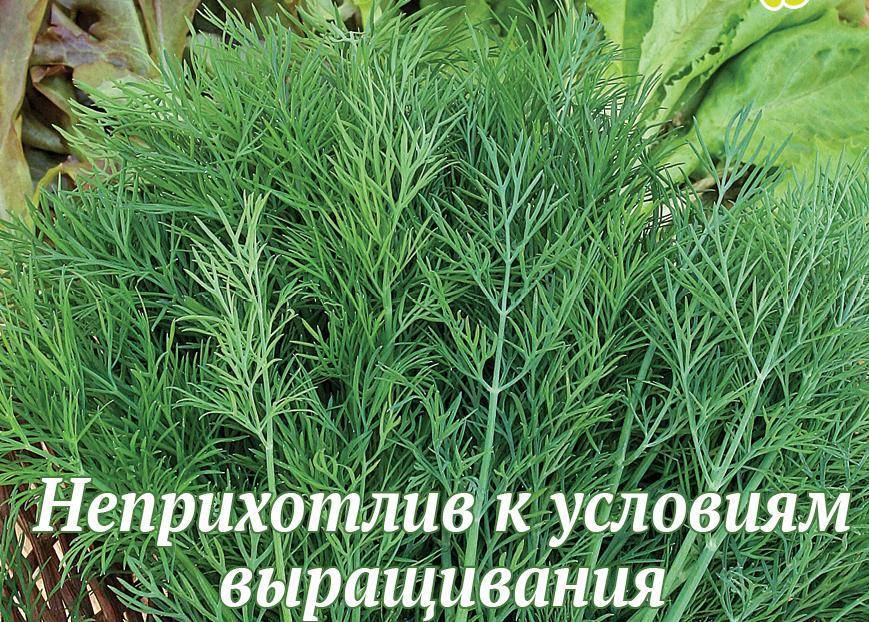 Кустовой укроп: сорта и их описание с фото, правила посадки и последующего ухода отзывы о лучших сортах