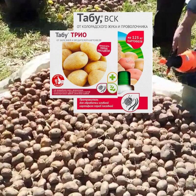Обработка картофеля перед посадкой от проволочника и колорадского жука, какой способ и средство лучшие