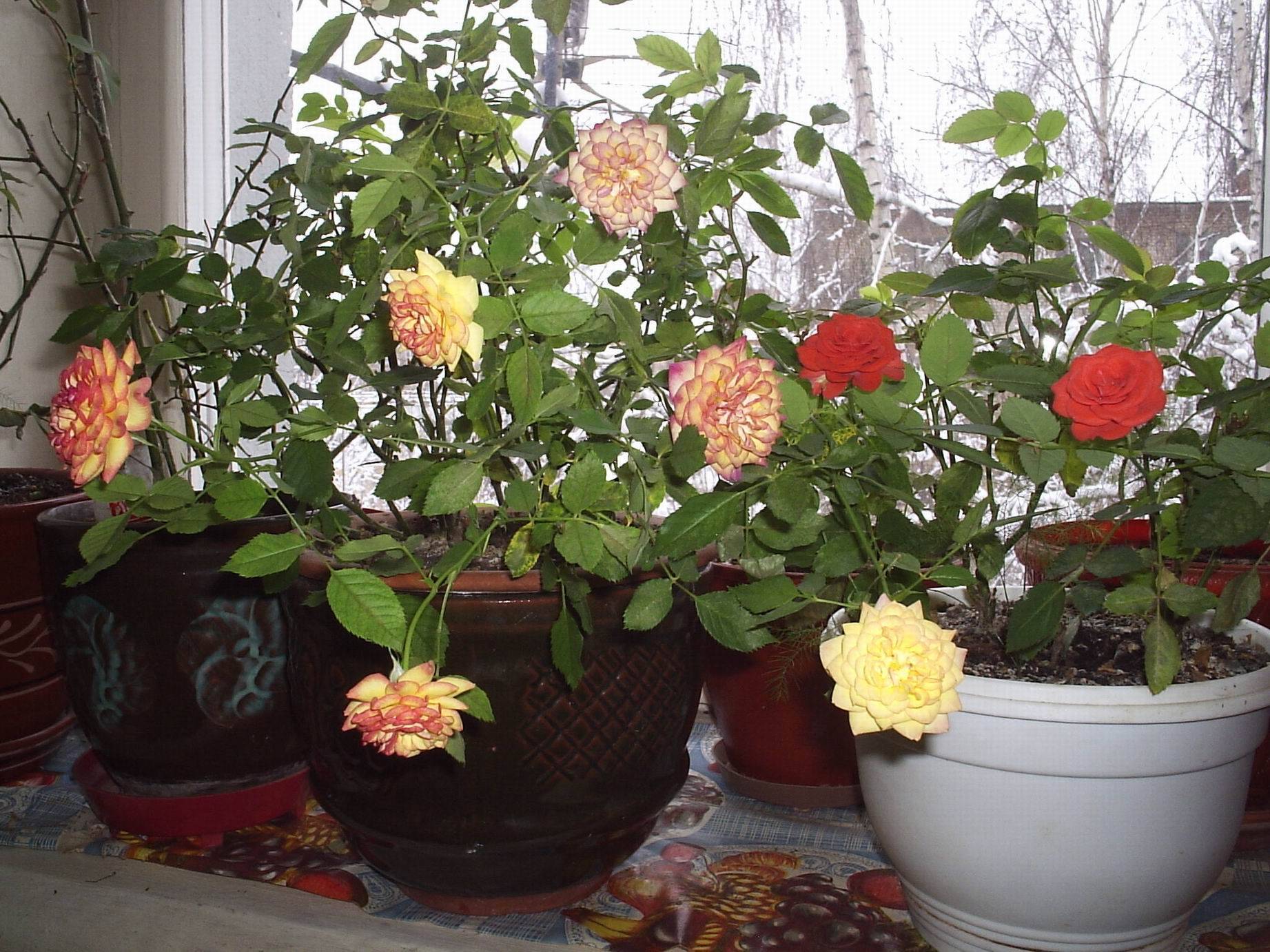 Комнатная роза: уход в домашних условиях, пересадка и размножение, сорта