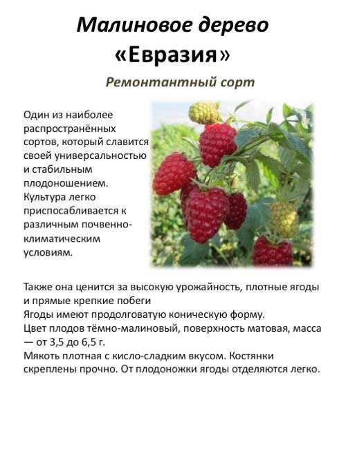 Плана малина описание сорта