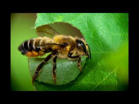 Пчела-шерстобит