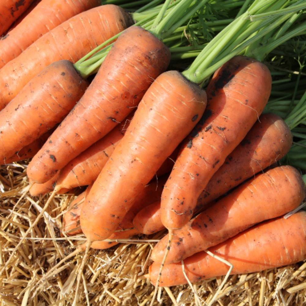 Сорта моркови – как выбрать самый подходящий и не прогадать