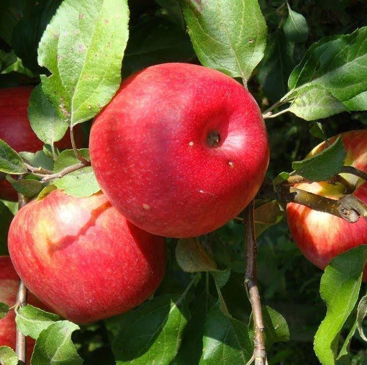 Яблоня белорусское сладкое: описание сорта, фото, отзывы