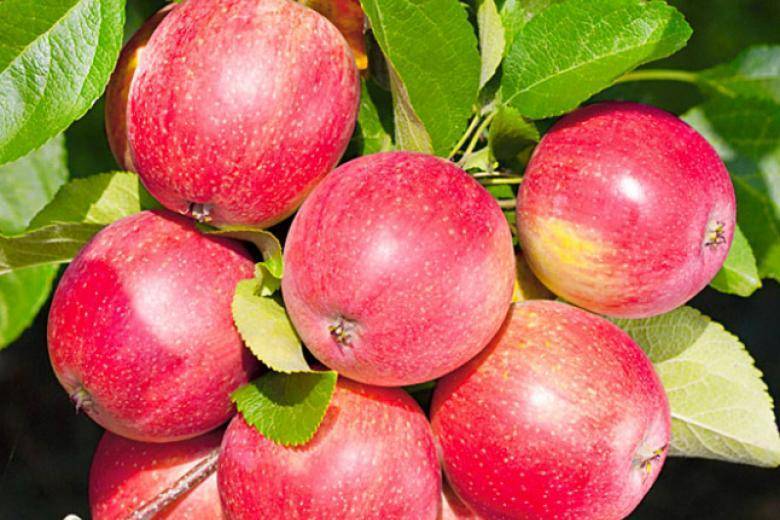 О яблоне уралец, описание, характеристики, агротехника выращивания