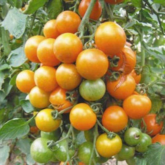 Описание томата киш-миш и его характеристики, урожайность