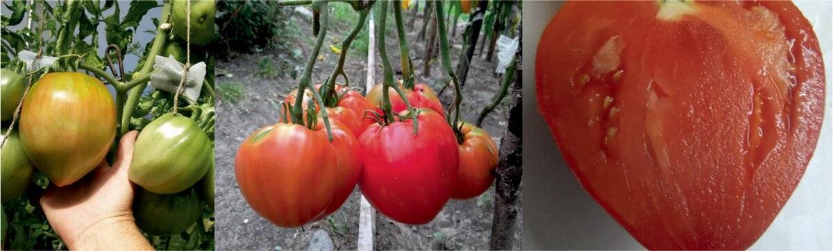 Сорта и гибриды низкорослых томатов, или помидоры для ленивых. томаты-карлики, ампельные, стелющиеся. фото — ботаничка.ru