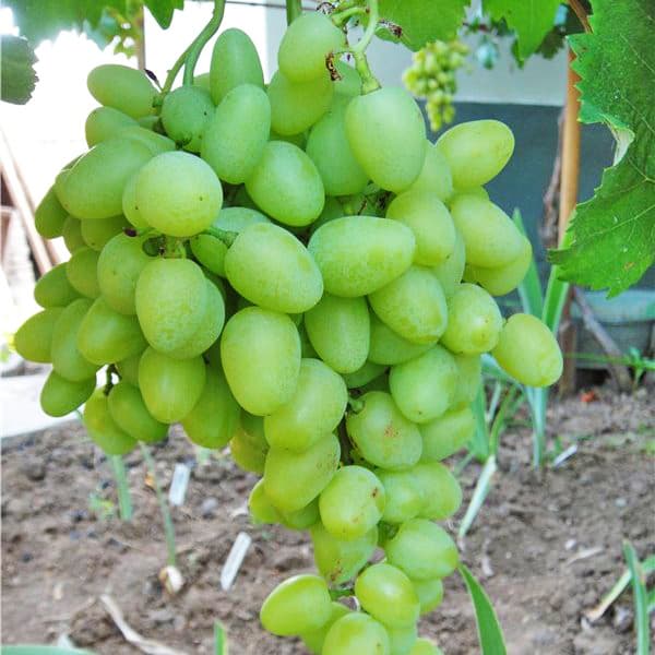 Селекционный виноград галахад — новый, перспективный, высокоурожайный сорт.