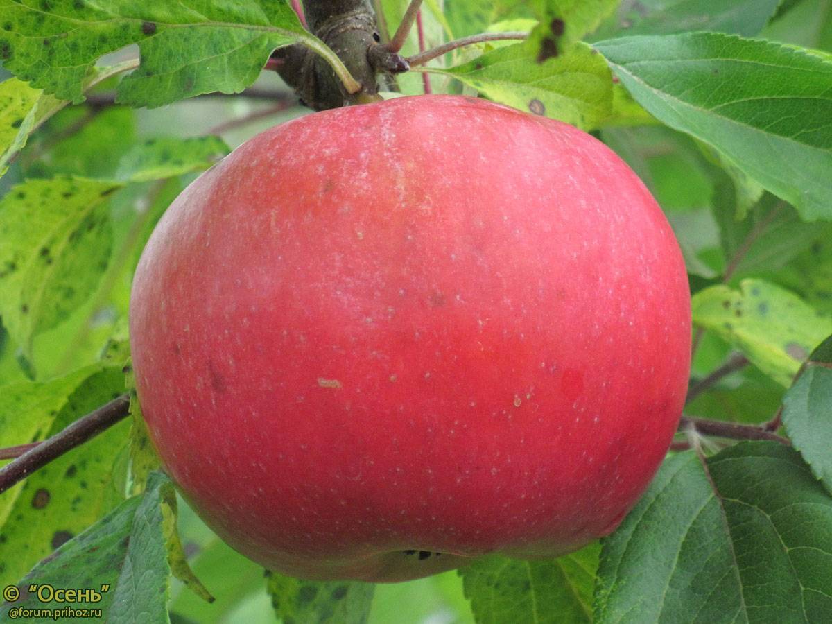Долгожданный первый урожай яблони веньяминовское.