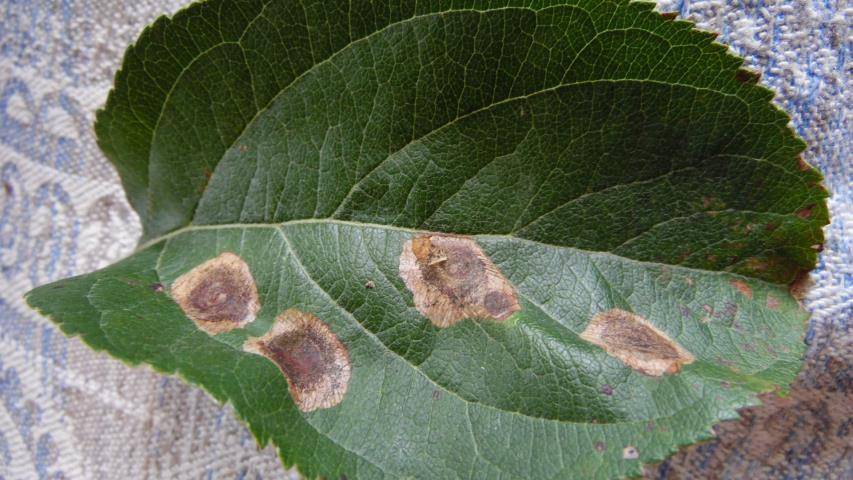 На листьях яблони появляются коричневые пятна, что это за болезнь и чем лечить