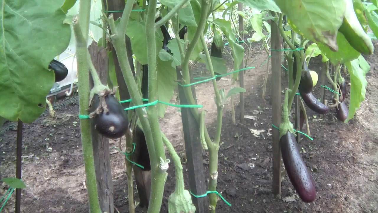 Выращивание баклажанов в теплице из поликарбоната | садоводство24