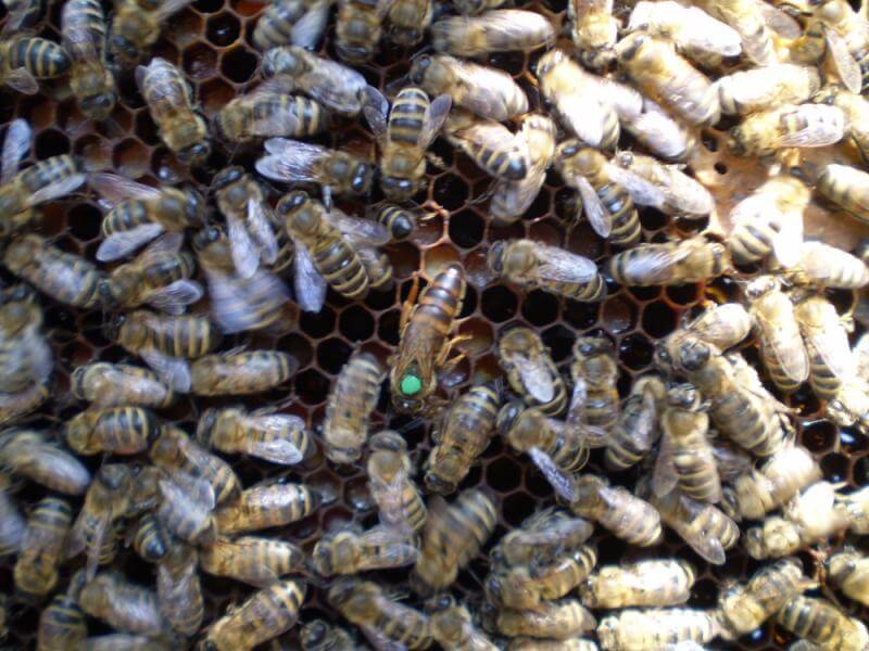 Вывод пчелиных маток, пчелиная матка - этапы развития по дням