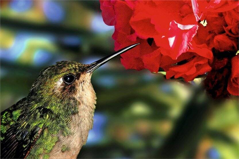 Птица колибри - интересные факты и фото