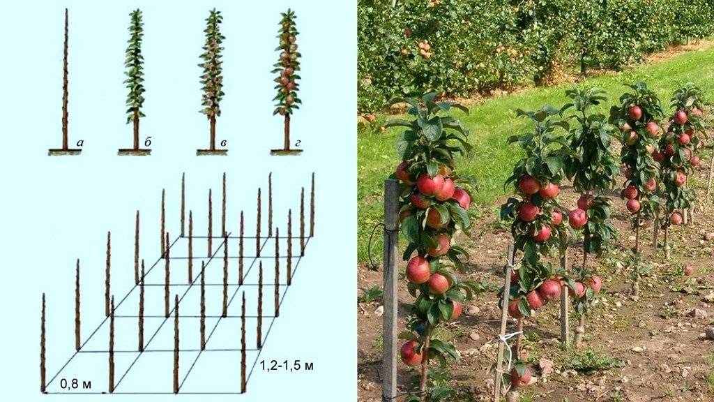 Колоновидная яблоня: посадка и уход, проблемы при выращивании