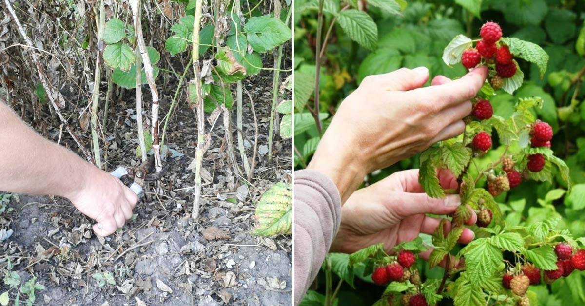 Малина: как ухаживать весной, летом и осенью