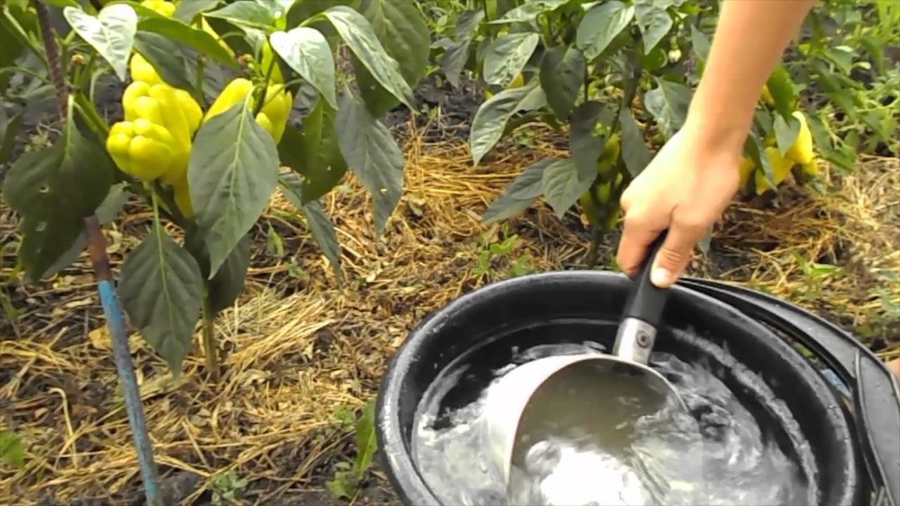 Выращивание рассады кобеи: схема посадки семян, ухода, пикировки