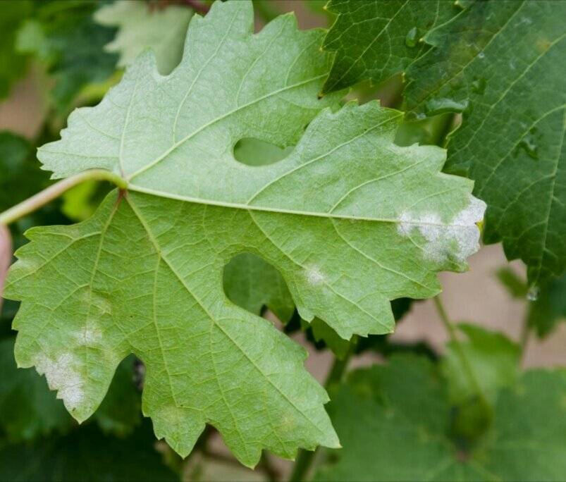 Пупырышки на виноградных листьях. чем лечить болезни винограда? | дачная жизнь