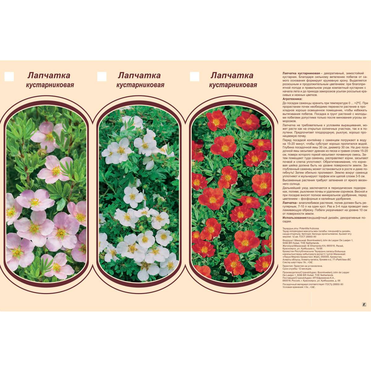 Лапчатка кустарниковая: уход и выращивание сорта - обрезка и размножение