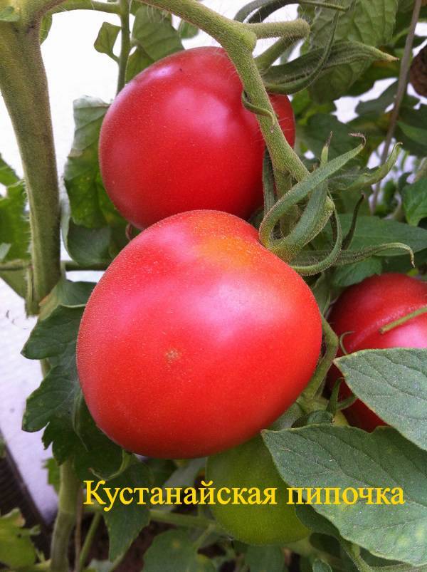 Почему помидоры из ростовской станицы считаются самыми вкусными в рф