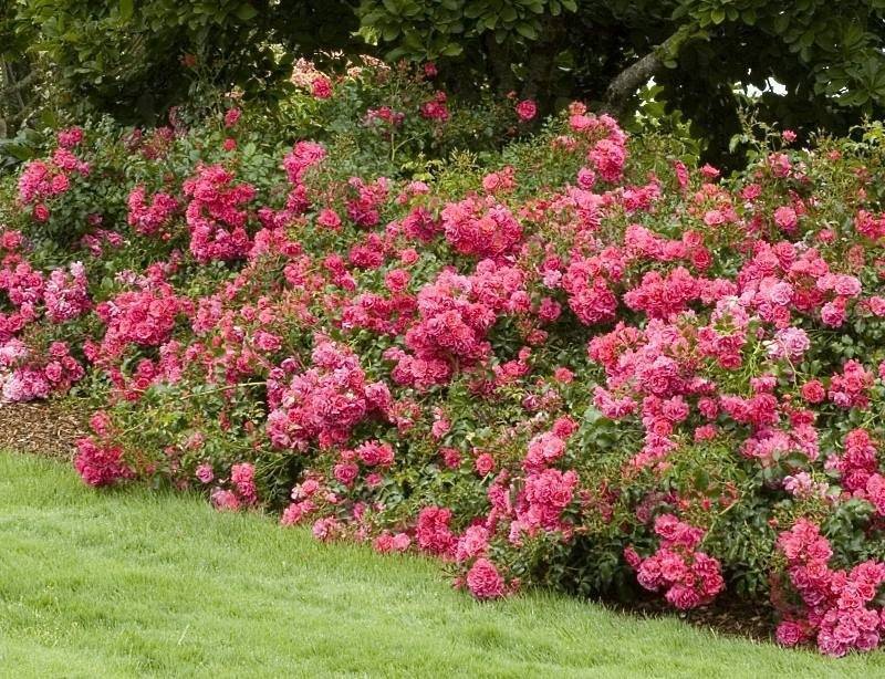 Почвопокровные розы в ландшафтном дизайне: посадка, уход, лучшие сорта