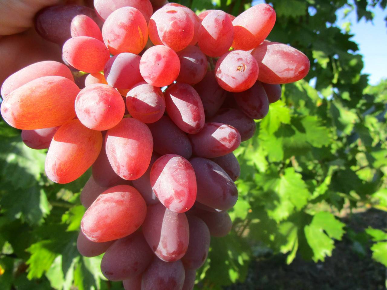 Виноград гелиос, сорт, описание сорта