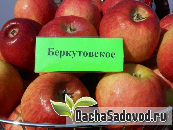 Сорт яблок беркутовское фото и описание