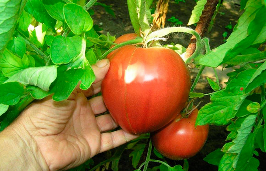 Раннеспелый томат «алсу»:полная характеристика сорта. как правильно выращивать сорт «алсу»: посадка, уход, борьба с вредителями и болезнями
