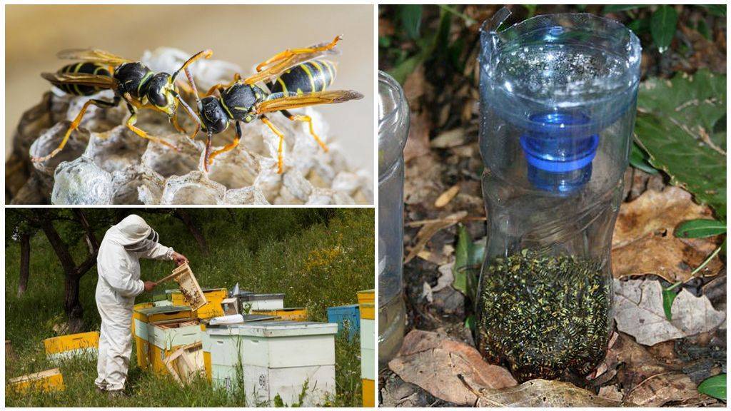 Как избавиться от соседских пчел разными способами