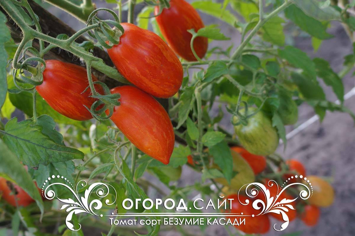 Описание полудетерминантного томата Безумие Касади и агротехника культивирования сорта