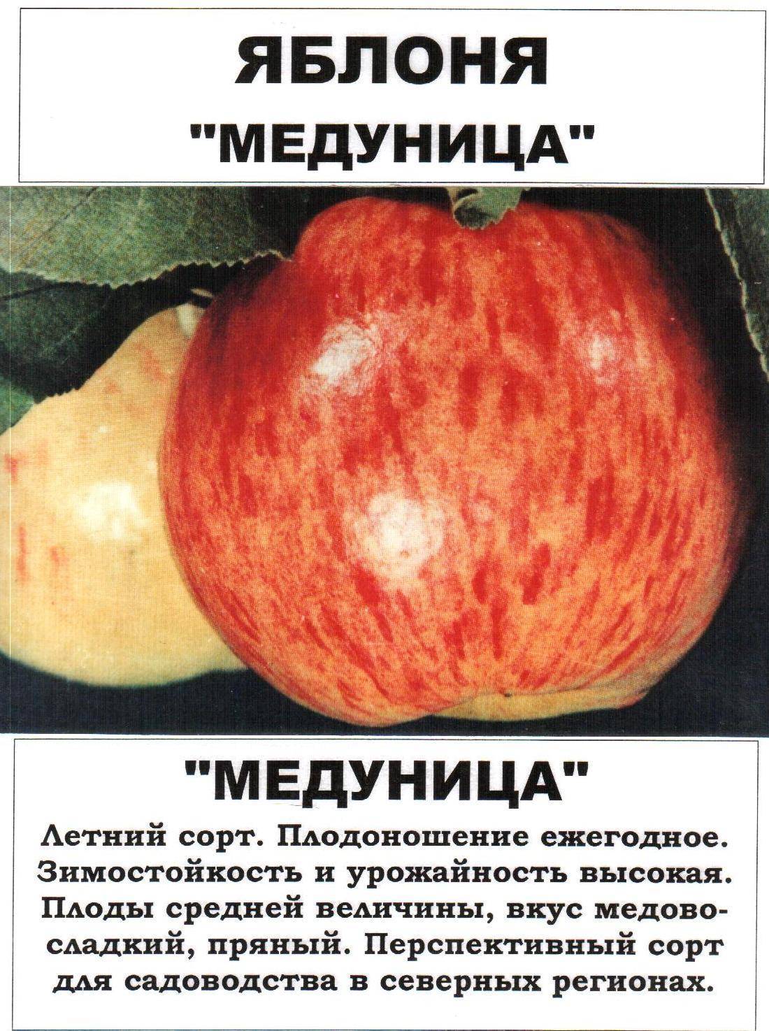 Яблоня медуница: описание сорта, фото и отзывы | всё о сотках