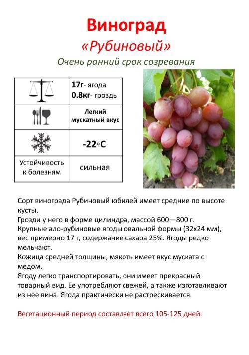 Полив винограда летом во время созревания ягод: сроки и правила процедуры