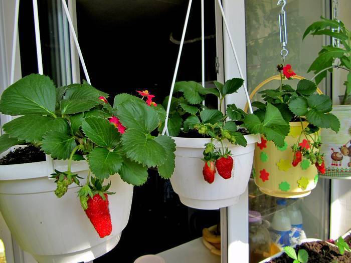 Выращивание клубники на подоконнике круглый год в домашних условиях