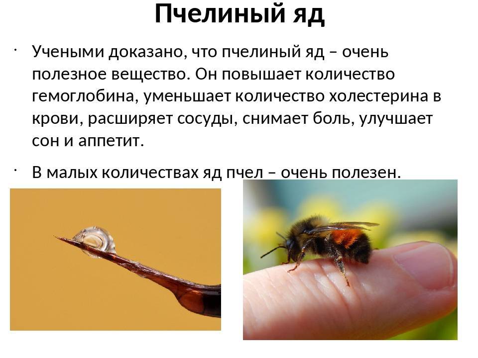 Пчелиный яд (апитоксин): что это, состав, польза и вред, отзывы