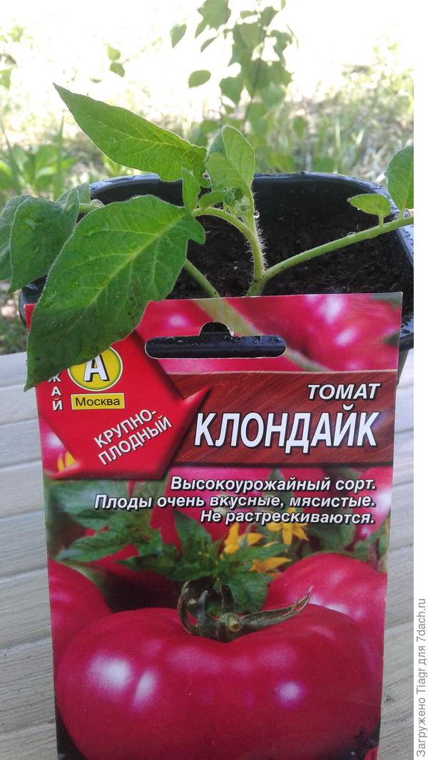 ᐉ томат клондайк описание сорта фото отзывы - zooshop-76.ru