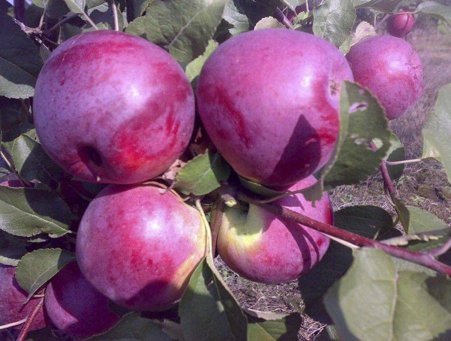 Сорт яблони вишнёвое: характеристика и особенности посадки