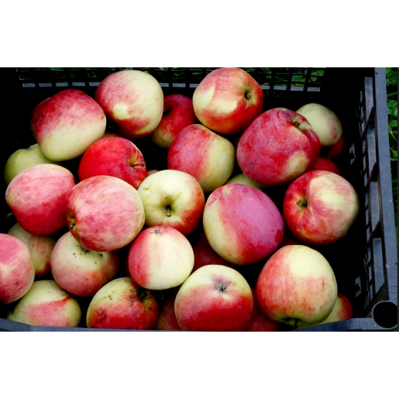 Скороплодная и ранняя яблоня июльское черненко: описание, фото, отзывы