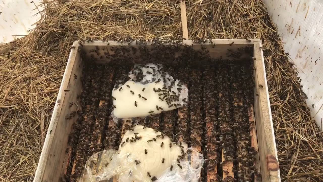 Пчелы в теплицах из поликарбоната: подготовка мест для зимовки, наблюдение за пчелами