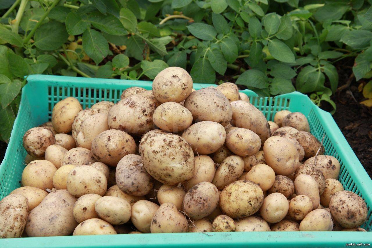 Молодой картофель: можно ли посадить второй раз, польза и вред