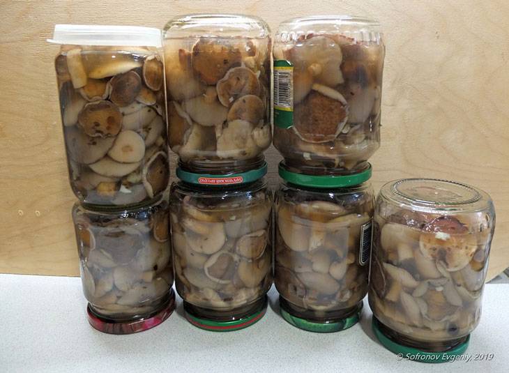 Рецепты маринования сыроежек в домашних условиях