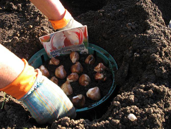 Посадка тюльпанов в корзины для луковичных – 9 достоинств и пошаговые инструкции