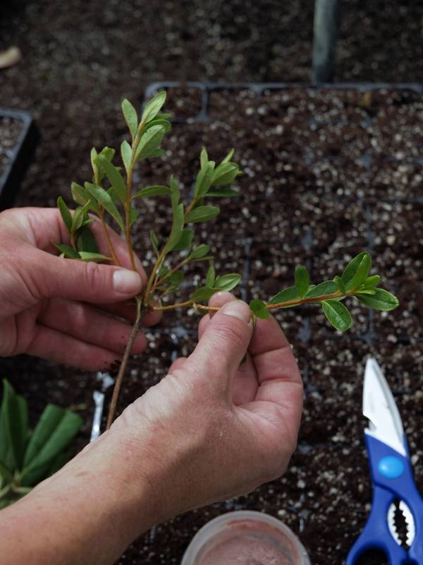 Как размножить барбарис осенью, весной или летом, способы выращивания из отводков, семенами или делением куста