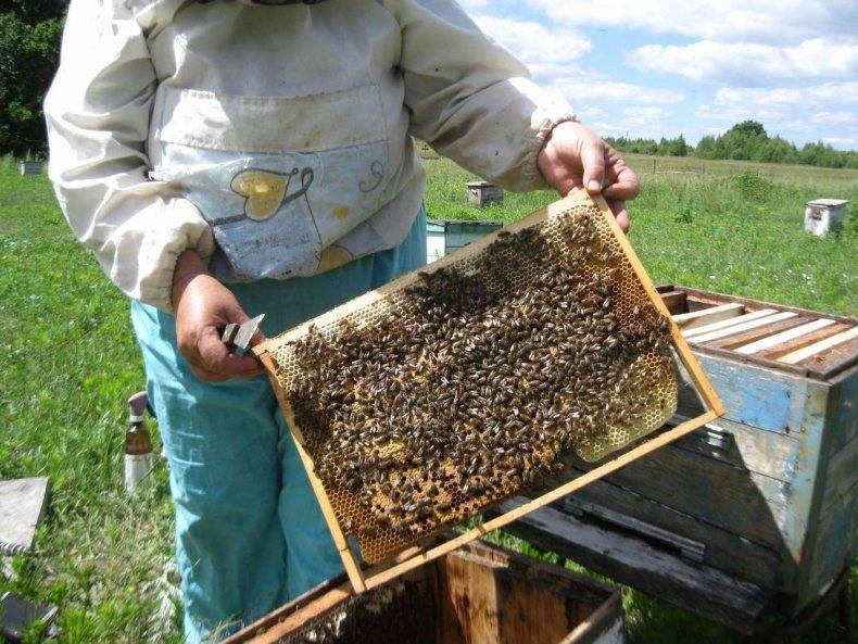 Пчеловодство для начинающих: советы опытных пчеловодов по обустройству пасеки с нуля