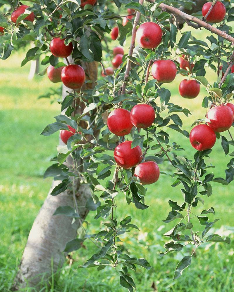 Как заставить яблоню плодоносить каждый год? секреты садовода