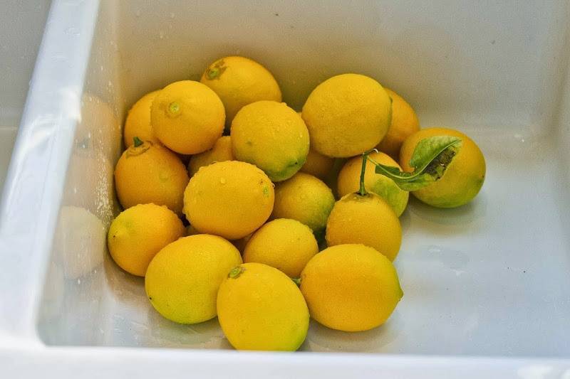 Где и как хранить лимоны в домашних условиях правильно, срок хранения и условия – хитрости, которые помогут сохранить цитрусы надолго
