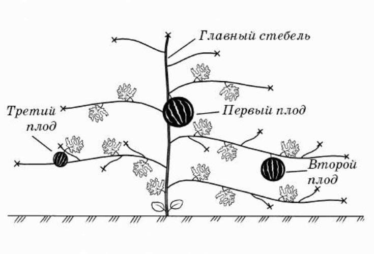 Формирование дыни, в том числе при выращивании в открытом грунте, а также описание основных методов